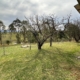 1637 Buckajo Road, Buckajo, NSW 2550